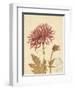 Chrysanthemum Curiosity-Chad Barrett-Framed Art Print