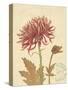 Chrysanthemum Curiosity-Chad Barrett-Stretched Canvas