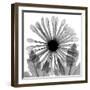 Chrysanthemum Drama-Albert Koetsier-Framed Photographic Print