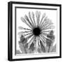 Chrysanthemum Drama-Albert Koetsier-Framed Photographic Print