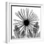 Chrysanthemum Drama-Albert Koetsier-Framed Photographic Print