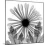 Chrysanthemum Drama-Albert Koetsier-Mounted Photographic Print