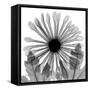 Chrysanthemum Drama-Albert Koetsier-Framed Stretched Canvas