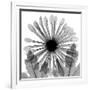 Chrysanthemum Drama-Albert Koetsier-Framed Photographic Print