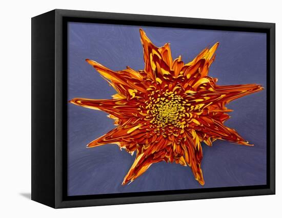 Chrysanthemum Explosion-Charles Bowman-Framed Stretched Canvas