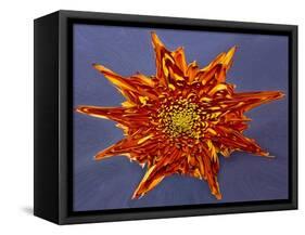 Chrysanthemum Explosion-Charles Bowman-Framed Stretched Canvas
