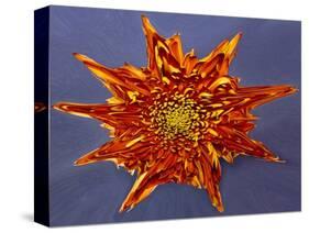 Chrysanthemum Explosion-Charles Bowman-Stretched Canvas