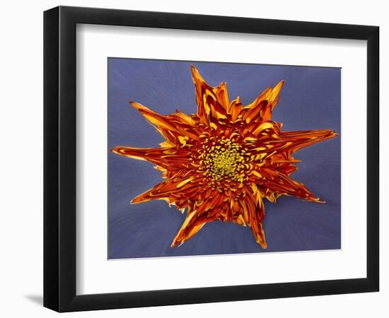 Chrysanthemum Explosion-Charles Bowman-Framed Photographic Print