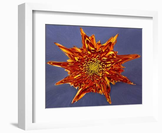 Chrysanthemum Explosion-Charles Bowman-Framed Photographic Print