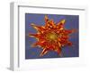 Chrysanthemum Explosion-Charles Bowman-Framed Photographic Print