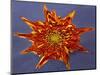 Chrysanthemum Explosion-Charles Bowman-Mounted Photographic Print