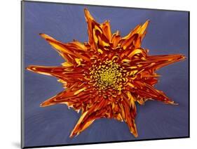 Chrysanthemum Explosion-Charles Bowman-Mounted Photographic Print