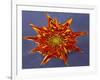 Chrysanthemum Explosion-Charles Bowman-Framed Photographic Print