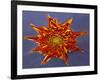 Chrysanthemum Explosion-Charles Bowman-Framed Photographic Print