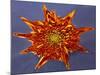 Chrysanthemum Explosion-Charles Bowman-Mounted Photographic Print