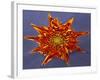 Chrysanthemum Explosion-Charles Bowman-Framed Photographic Print