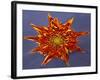 Chrysanthemum Explosion-Charles Bowman-Framed Photographic Print