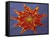 Chrysanthemum Explosion-Charles Bowman-Framed Stretched Canvas