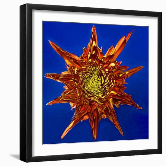 Chrysanthemum Explosion-Charles Bowman-Framed Photographic Print