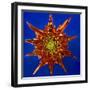 Chrysanthemum Explosion-Charles Bowman-Framed Photographic Print