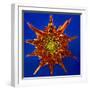 Chrysanthemum Explosion-Charles Bowman-Framed Photographic Print