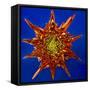 Chrysanthemum Explosion-Charles Bowman-Framed Stretched Canvas