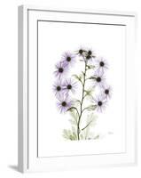 Chrysanthemum Family-Albert Koetsier-Framed Premium Giclee Print