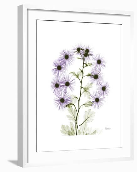 Chrysanthemum Family-Albert Koetsier-Framed Premium Giclee Print