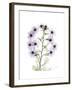 Chrysanthemum Family-Albert Koetsier-Framed Premium Giclee Print