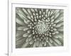 Chrysanthemum Floral-Assaf Frank-Framed Giclee Print