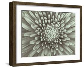 Chrysanthemum Floral-Assaf Frank-Framed Giclee Print