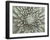 Chrysanthemum Floral-Assaf Frank-Framed Giclee Print