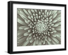 Chrysanthemum Floral-Assaf Frank-Framed Giclee Print