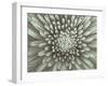 Chrysanthemum Floral-Assaf Frank-Framed Giclee Print