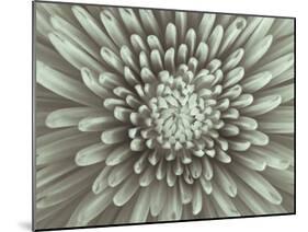 Chrysanthemum Floral-Assaf Frank-Mounted Giclee Print