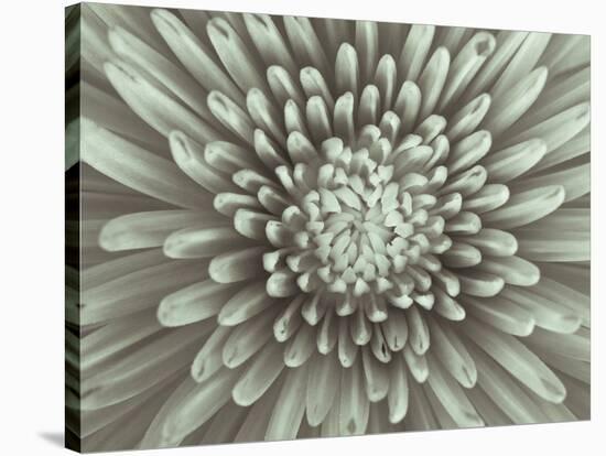 Chrysanthemum Floral-Assaf Frank-Stretched Canvas