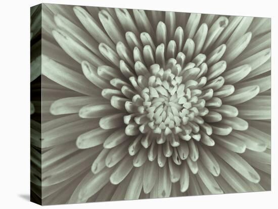 Chrysanthemum Floral-Assaf Frank-Stretched Canvas