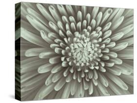 Chrysanthemum Floral-Assaf Frank-Stretched Canvas
