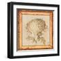 Chrysanthemum Floret Detail-Lauren Hamilton-Framed Art Print