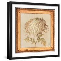 Chrysanthemum Floret Detail-Lauren Hamilton-Framed Art Print