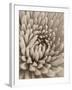 Chrysanthemum Flower-Assaf Frank-Framed Giclee Print