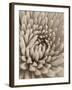 Chrysanthemum Flower-Assaf Frank-Framed Giclee Print