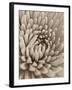 Chrysanthemum Flower-Assaf Frank-Framed Giclee Print