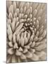 Chrysanthemum Flower-Assaf Frank-Mounted Giclee Print