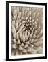 Chrysanthemum Flower-Assaf Frank-Framed Giclee Print