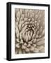 Chrysanthemum Flower-Assaf Frank-Framed Giclee Print
