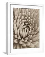 Chrysanthemum Flower-Assaf Frank-Framed Giclee Print