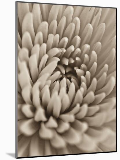 Chrysanthemum Flower-Assaf Frank-Mounted Giclee Print