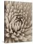 Chrysanthemum Flower-Assaf Frank-Stretched Canvas