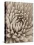 Chrysanthemum Flower-Assaf Frank-Stretched Canvas